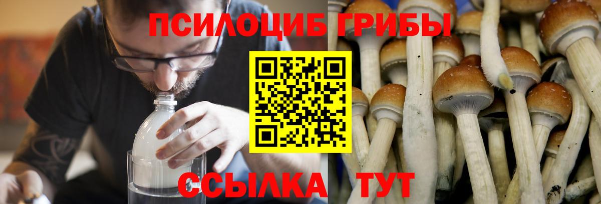 Нововоронеж  Галлюциногенные грибы Cubensis  закладка  Вход с VPN 